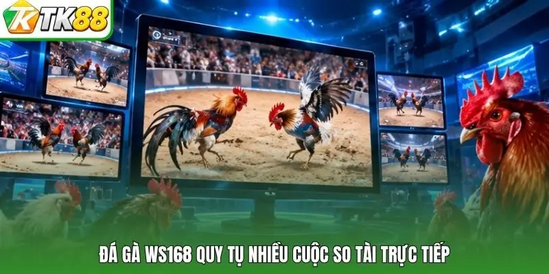 Đá gà WS168 quy tụ nhiều cuộc so tài trực tiếp