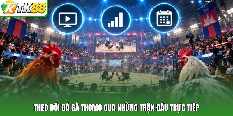 Theo dõi đá gà Thomo qua những trận đấu trực tiếp