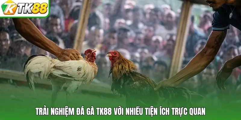 Trải nghiệm đá gà TK88 với nhiều tiện ích trực quan